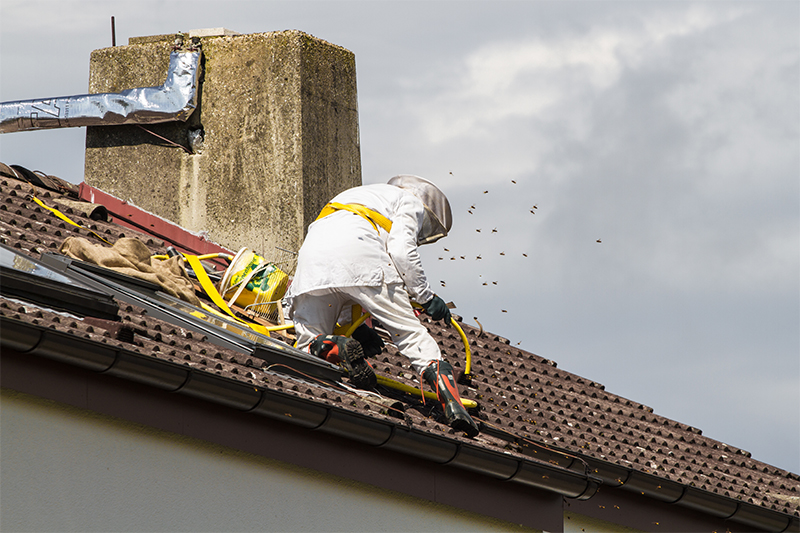 Bee Pest Control in Gravesend Kent