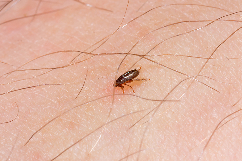 Flea Pest Control in Gravesend Kent